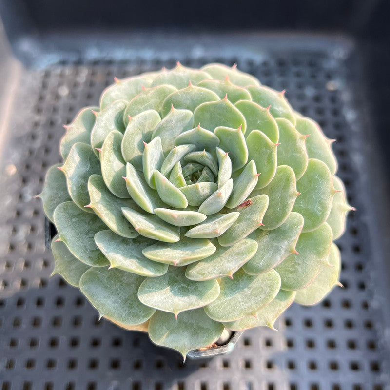 plant red ball from succulent Echeveria 'Red Choco Ball 2” Succulent Plant