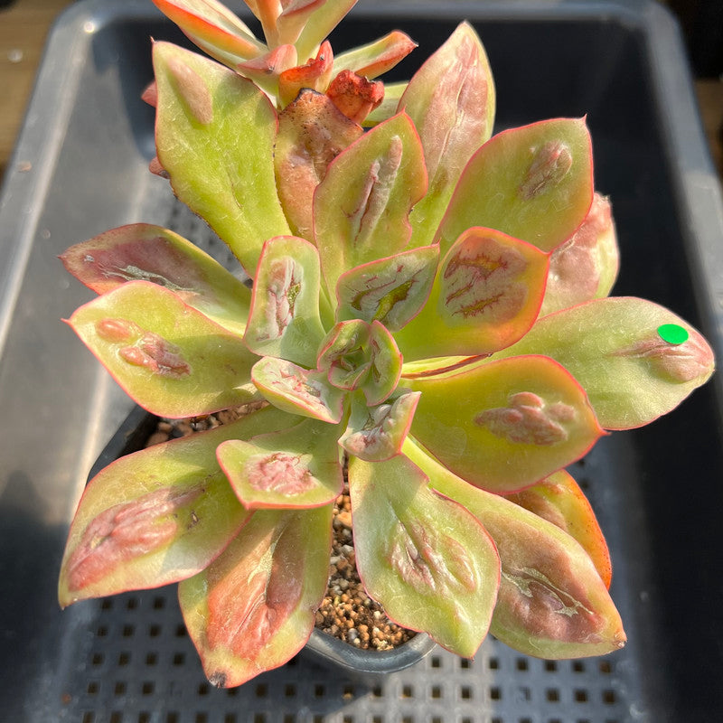 baron bold succulent Echeveria 'Baron Bold' 4
