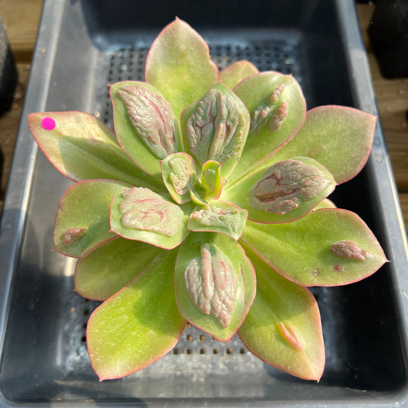 baron bold succulent Echeveria 'Baron Bold' 4
