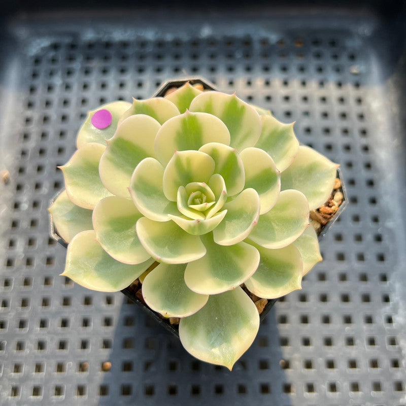 compton carousel succulent for sale Echeveria 'Compton Carousel' Variegated 2" Succulent Plant