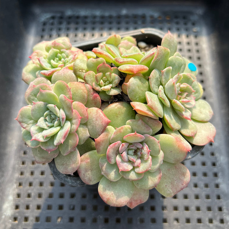 echeveria rolly cluster succulent plant Echeveria 'Lovely' 3" Cluster Succulent Plant