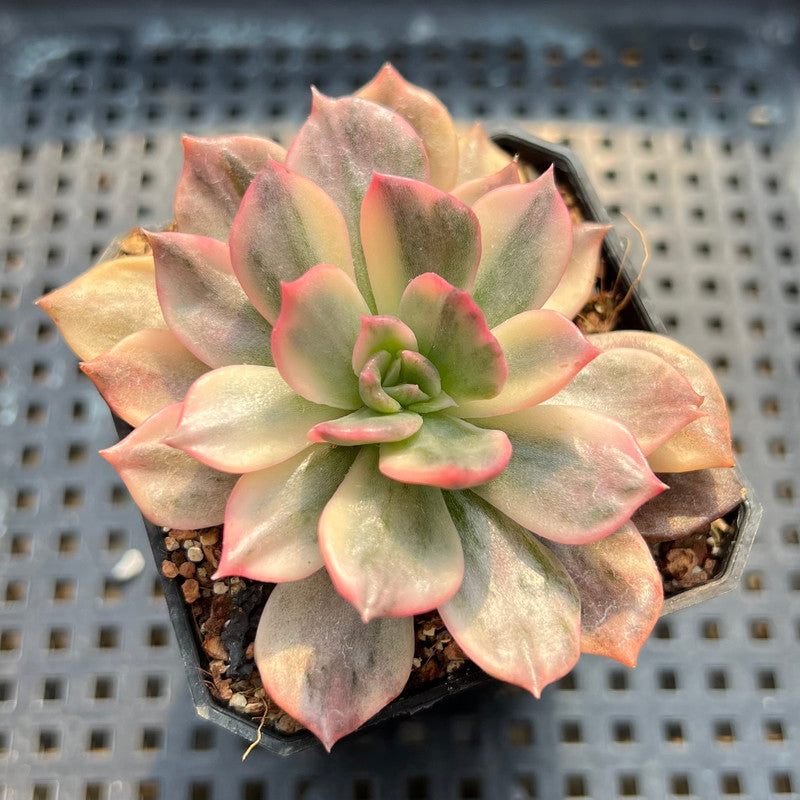 succulent variants Echeveria 'Pink Prince' (Variegated Black Prince Variant) 2" Succulent Plant