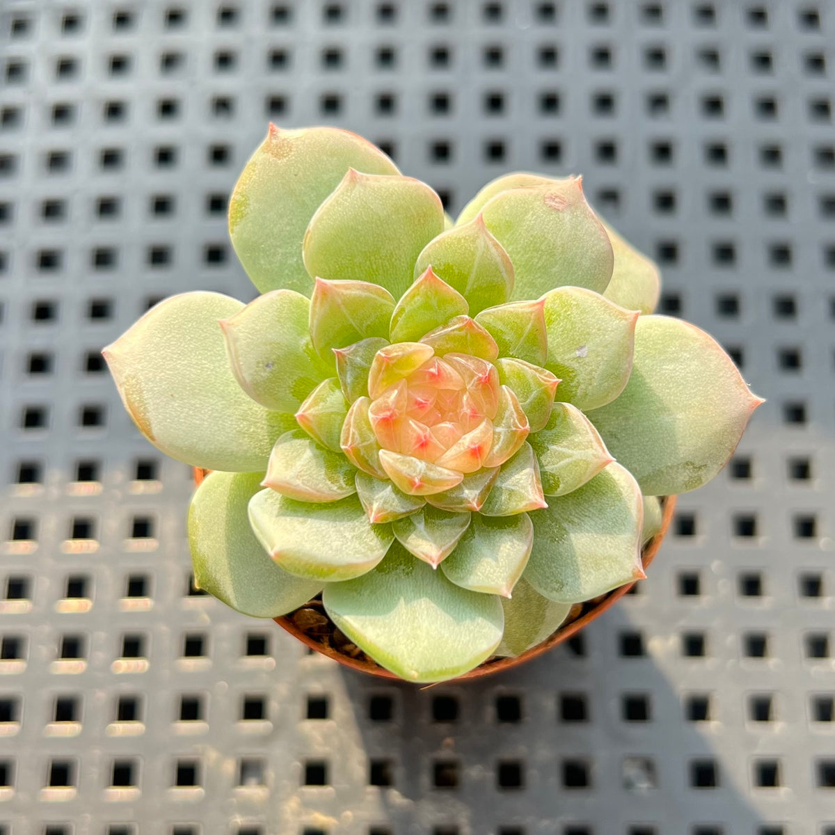 Echeveria sp. Jelly Type 2" Succulent Plant (Potted)