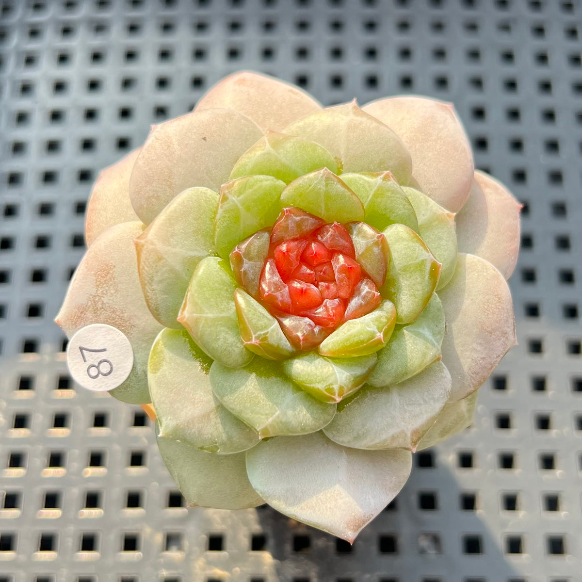 Echeveria sp. Jelly Type 2" Succulent Plant (Potted)