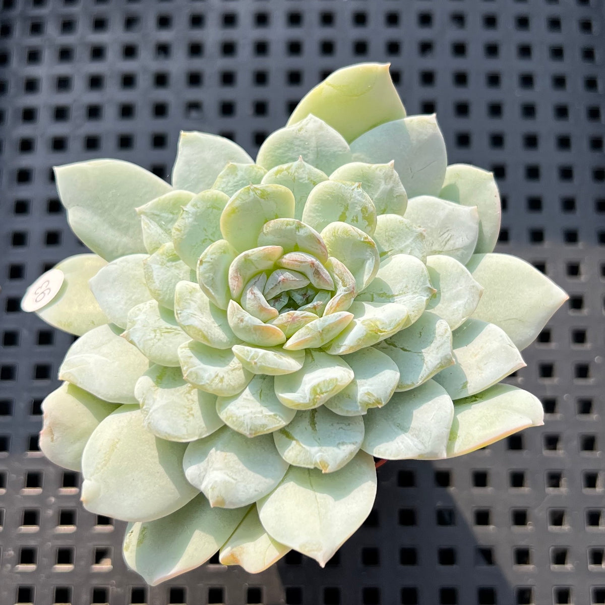 Echeveria sp. Jelly Type 2" Succulent Plant (Potted)