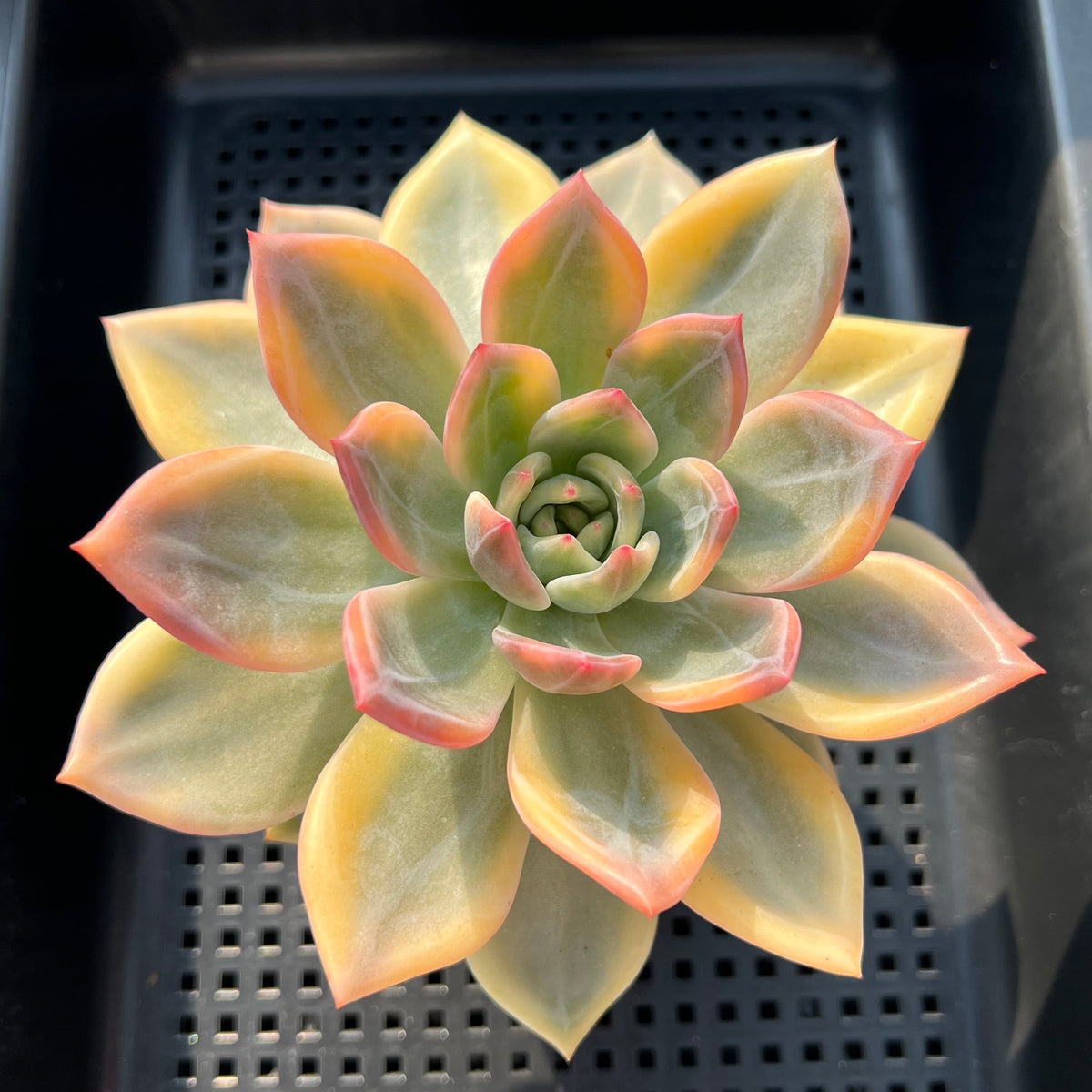 Echeveria 'Elizabeth' Variegated 4"-5" Large Old Specimen Succulent Plant (Potted)