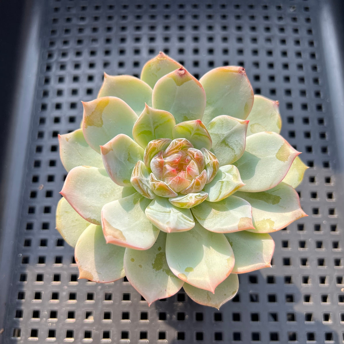 Echeveria sp. Jelly Type 2" Succulent Plant (Potted)
