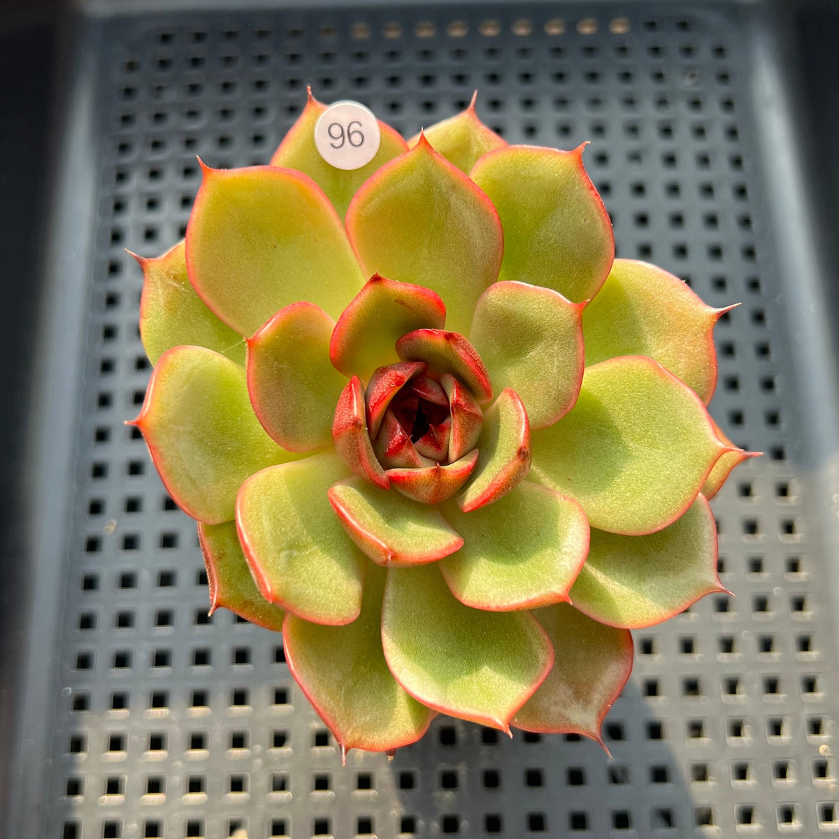 Echeveria Agavoides 'Eclipse' 2" (100% Grown In House) Succulent Plant (Potted)
