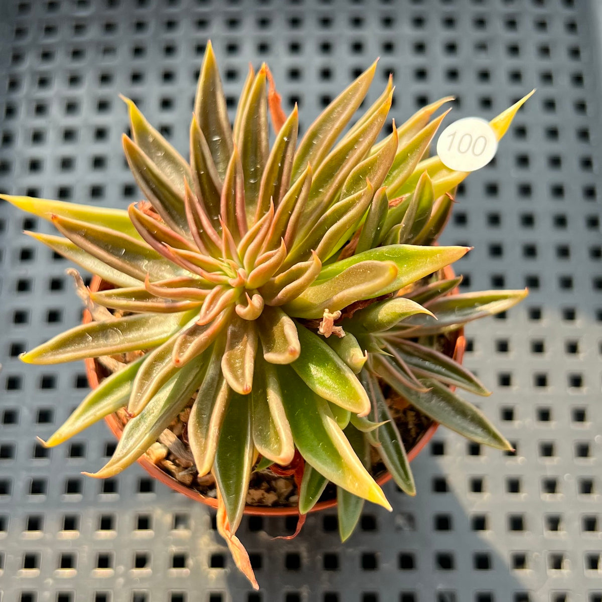 Echeveria Lutea 2"-3" (100% Grown In House) Succulent Plant (Potted)