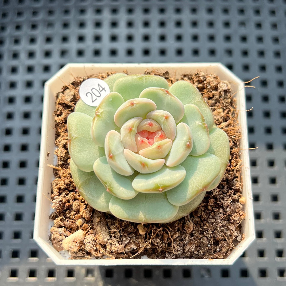 Echeveria 'Candle' 1"-2" Succulent Plant (Potted)