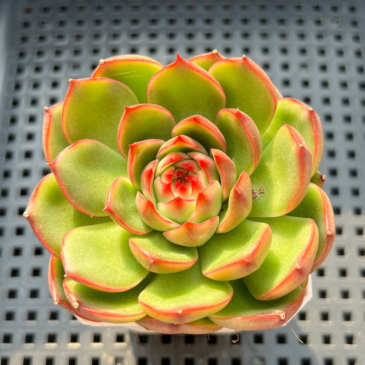 Echeveria 'Red Corn' 3" Succulent Plant (Potted)