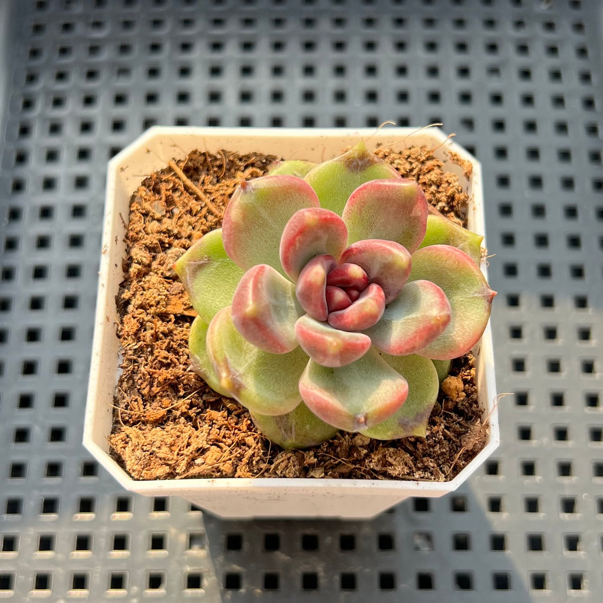 Echeveria 'Stonehenge' 2" (Hybrid by Brotherly Farm) Succulent Plant (Potted)
