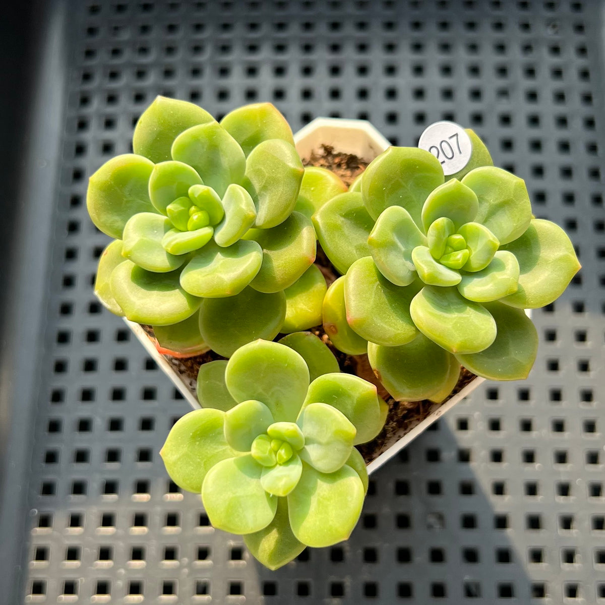 Pachyphytum 'Peridot' 3" Succulent Plant (Potted)
