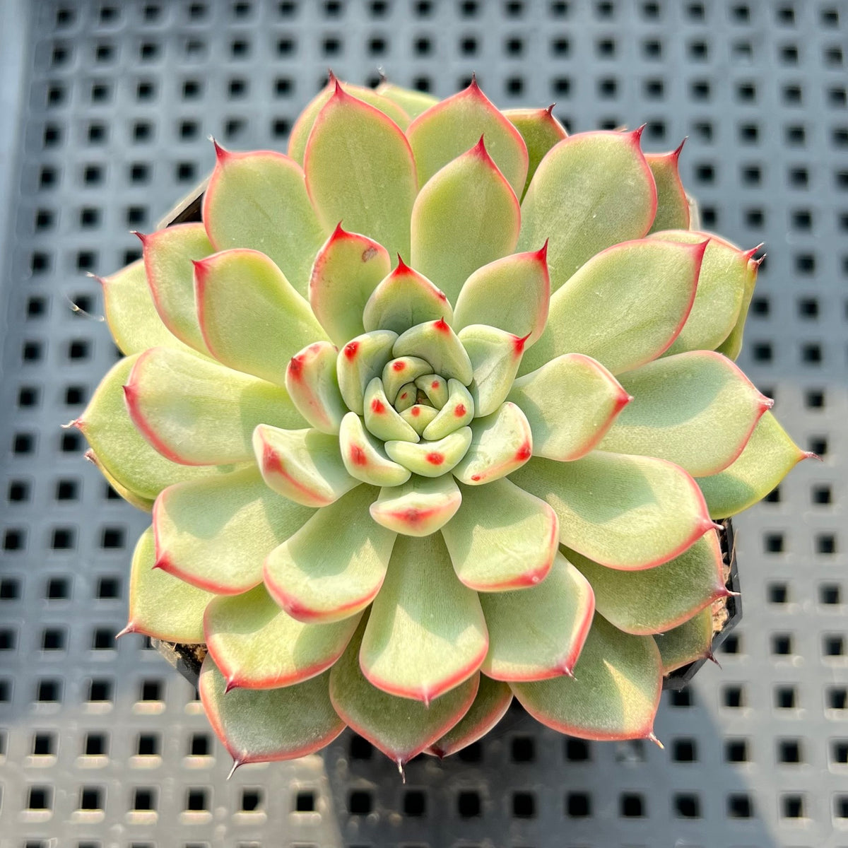 Echeveria 'Chrome Heart' 2"-3" Succulent Plant (Potted)