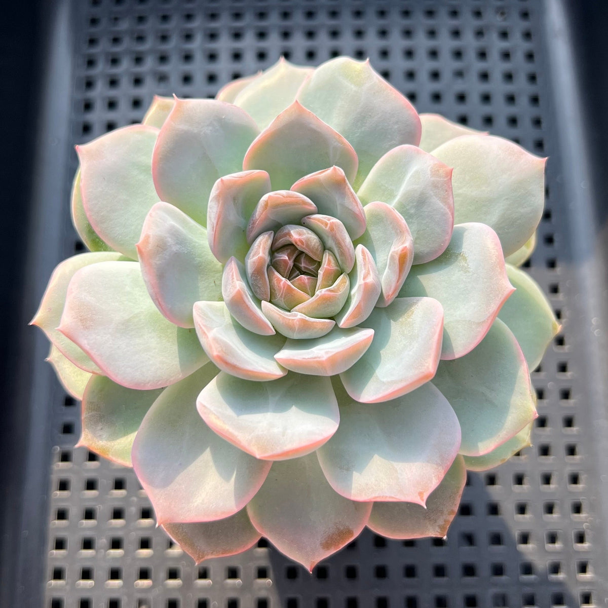 Echeveria 'Lychee Powder' 2"-3" Succulent Plant (Potted)