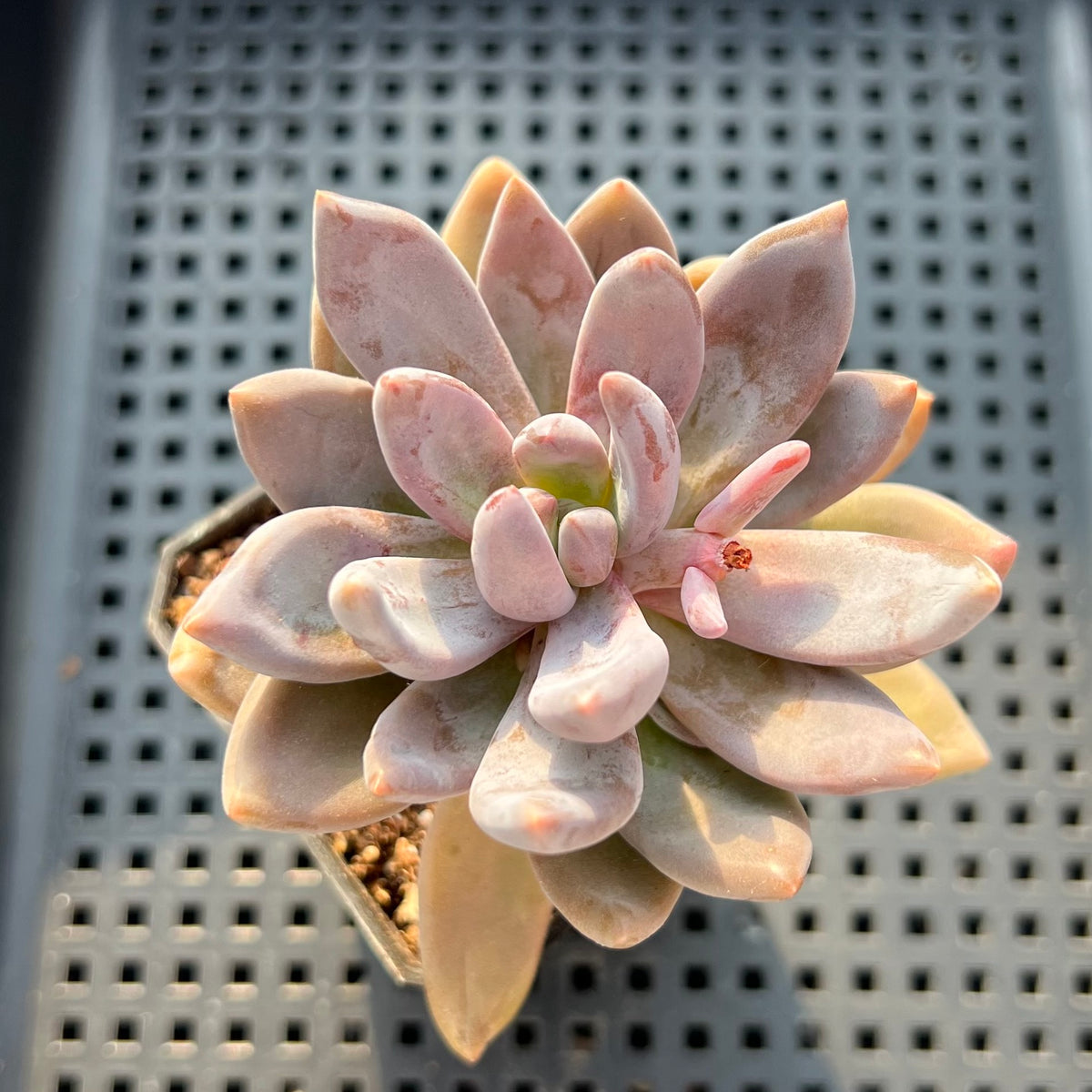 Sedeveria 'Blue Mist' (Sedum craigii x Echeveria affinis) 3"-4" Succulent Plant (Potted)