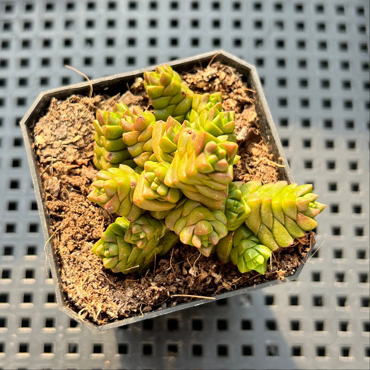 Crassula Marchandii 1"-2" Succulent Plant (Potted)