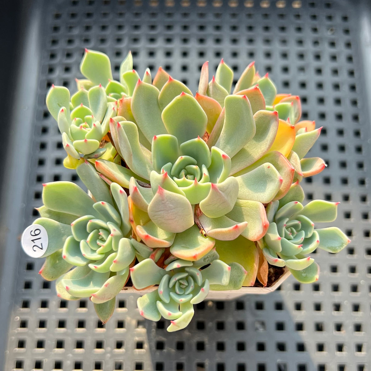 Echeveria 'Nanahukumini' 2"-3" Succulent Plant (Potted)