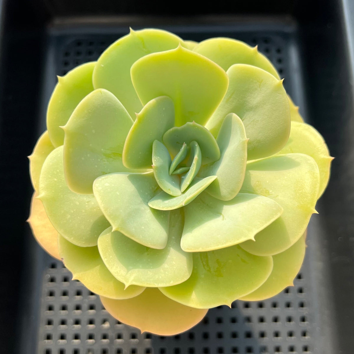 Echeveria 'Drawing' 4" Large Succulent Plant (Potted)