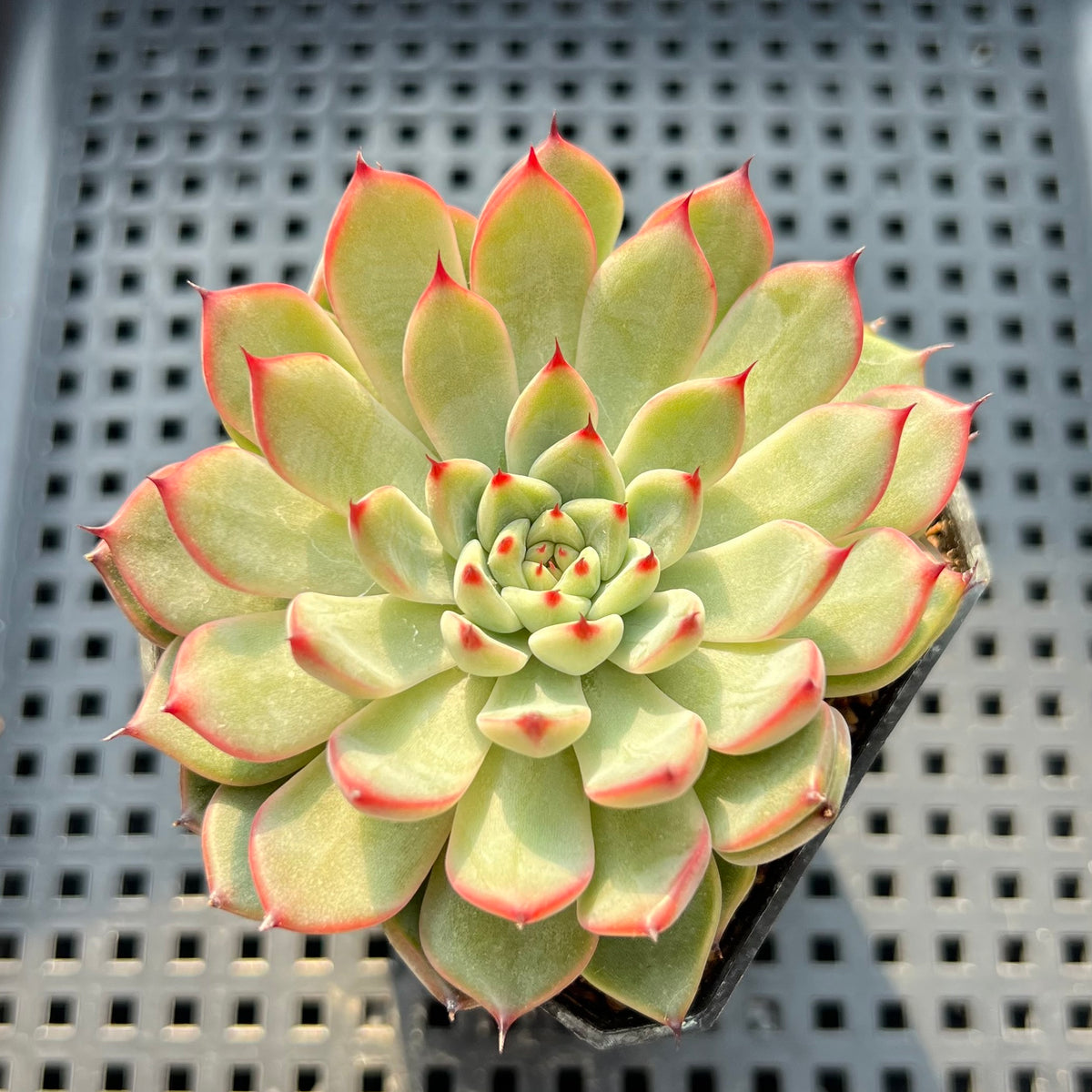 Echeveria 'Chrome Heart' 2"-3" Succulent Plant (Potted)
