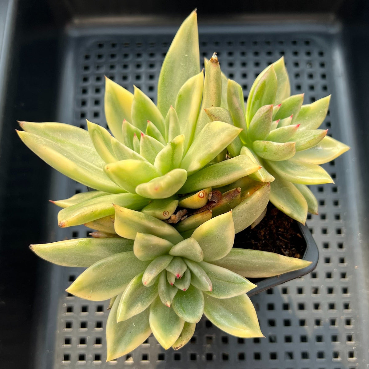 Echeveria Agavoides 'Agnes' Variegated Cluster 4" Succulent Plant (Potted)