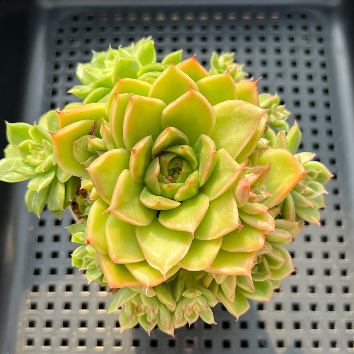 Echeveria sp. 3" Succulent Plant (Potted)