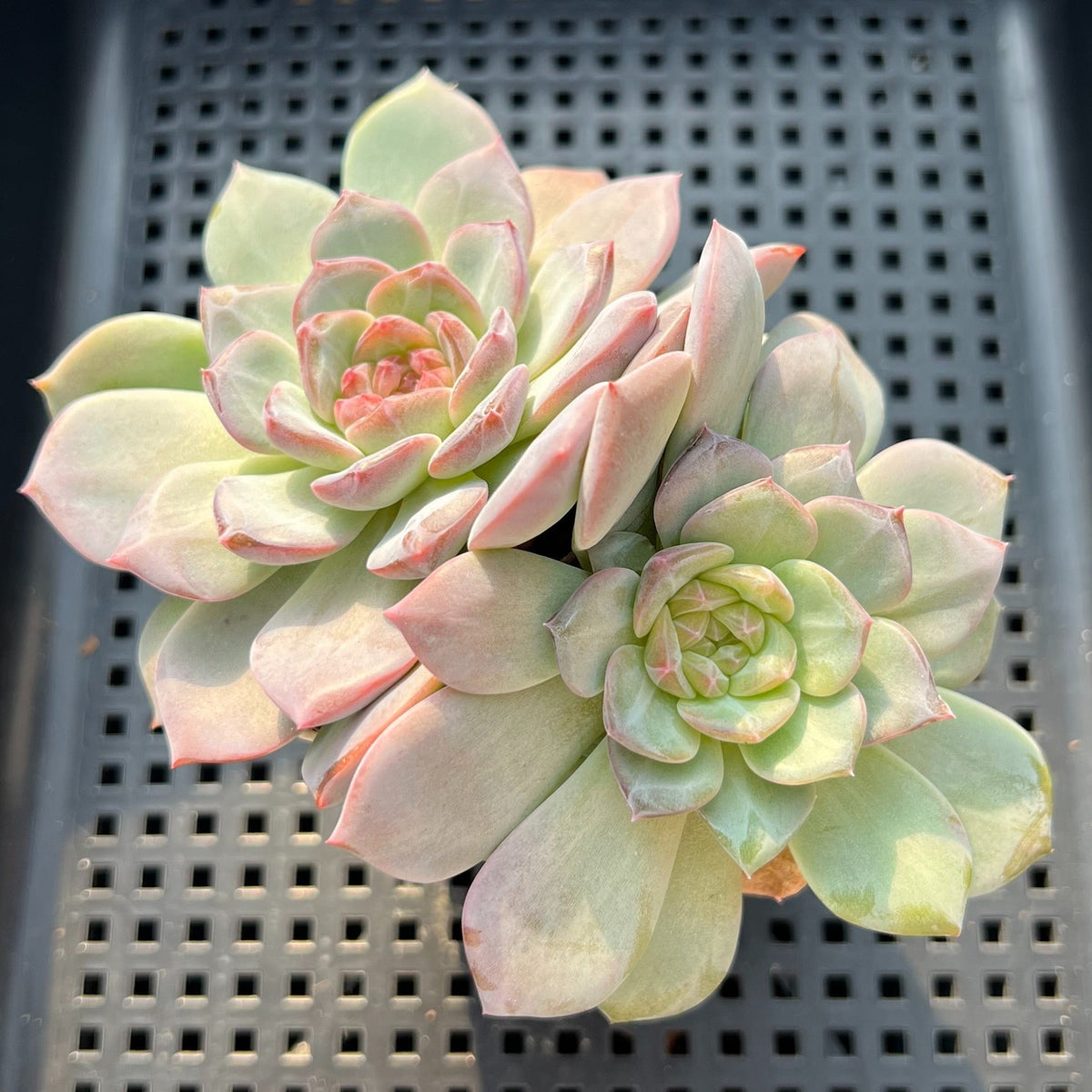 Echeveria 'Pumpkin' Type A 3" Succulent Plant (Potted)