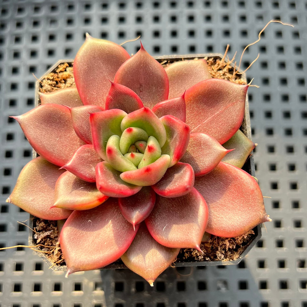 Echeveria 'Tully' 2"-3" (Flower Village Hybrid) Succulent Plant (Potted)