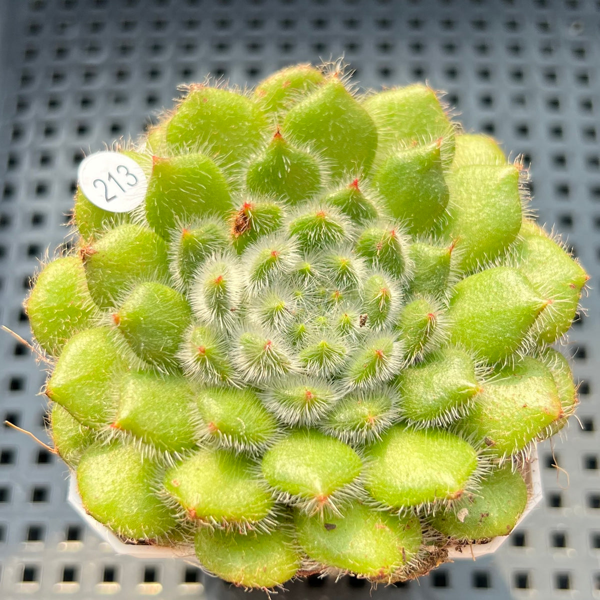 Echeveria 'Abiyu' 2"-3" Setosa Hybrid Succulent Plant (Potted)