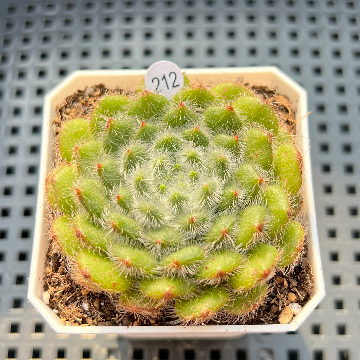 Echeveria 'Abiyu' 2"-3" Setosa Hybrid Succulent Plant (Potted)