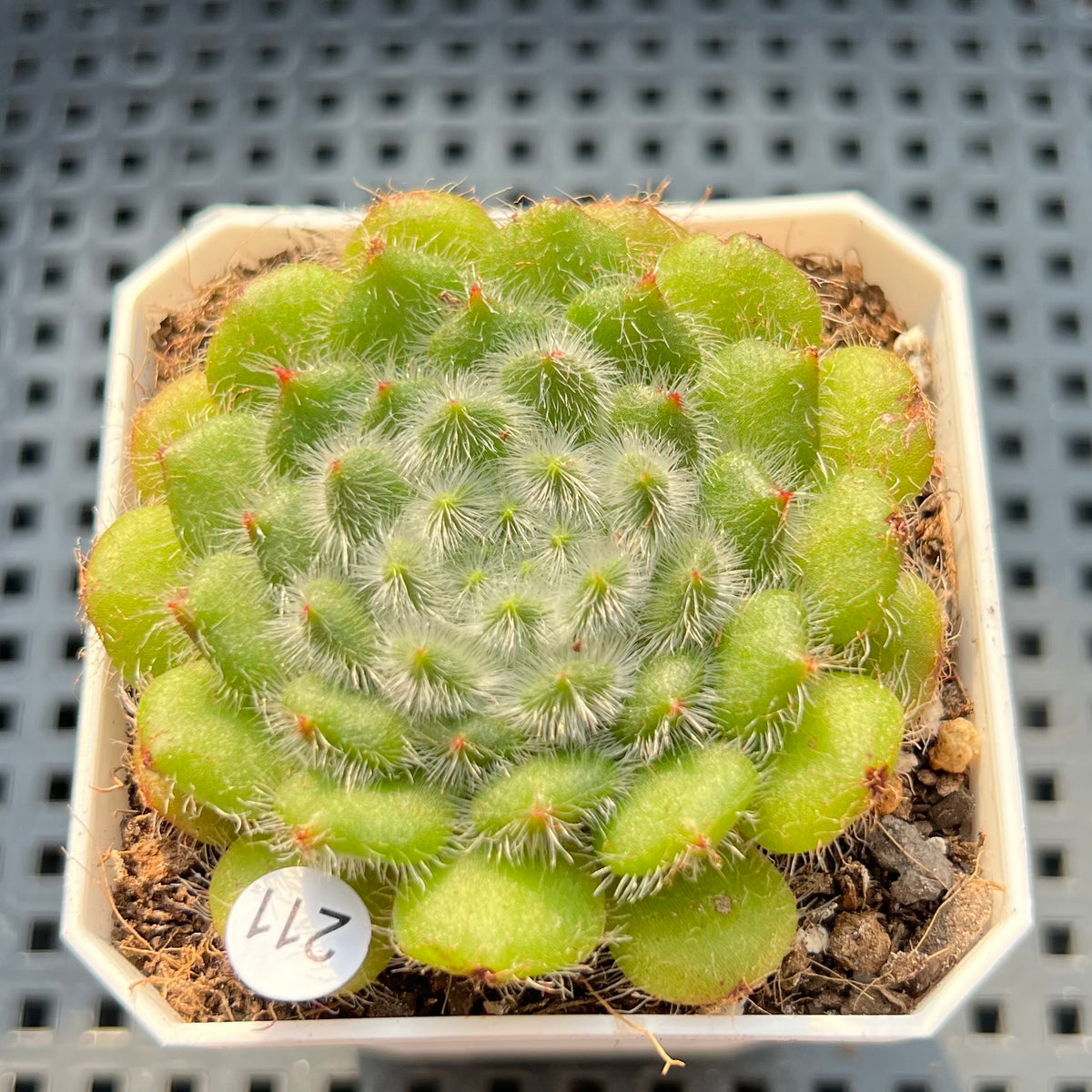 Echeveria 'Abiyu' 2"-3" Setosa Hybrid Succulent Plant (Potted)