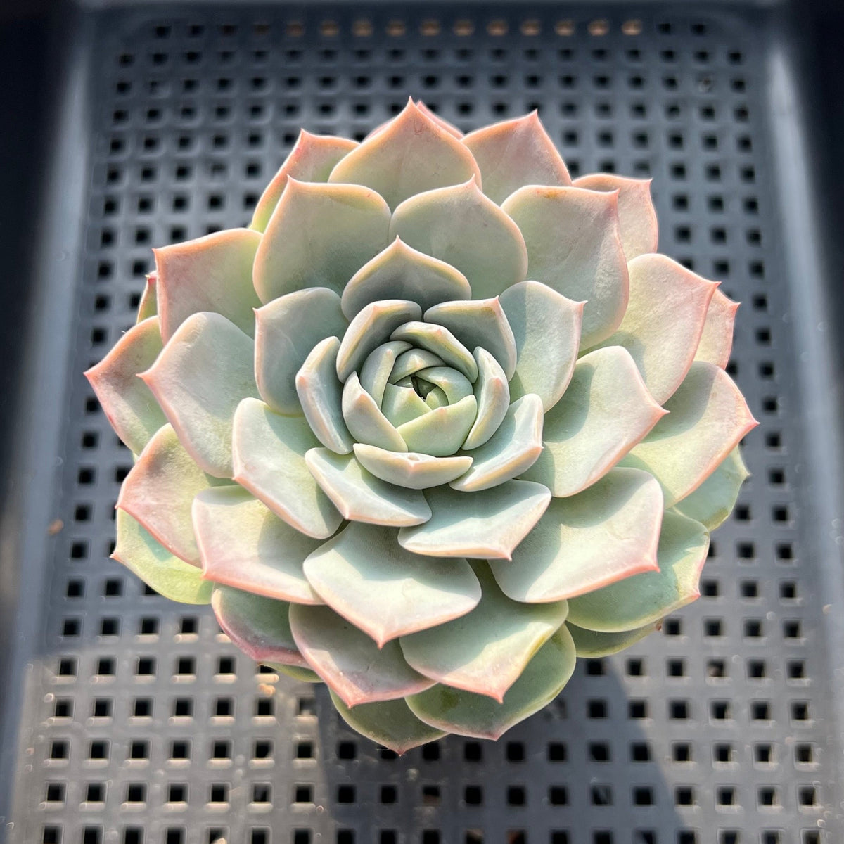 Echeveria 'Orange Monroe' x 'Helena' 3" Succulent Plant (Potted)