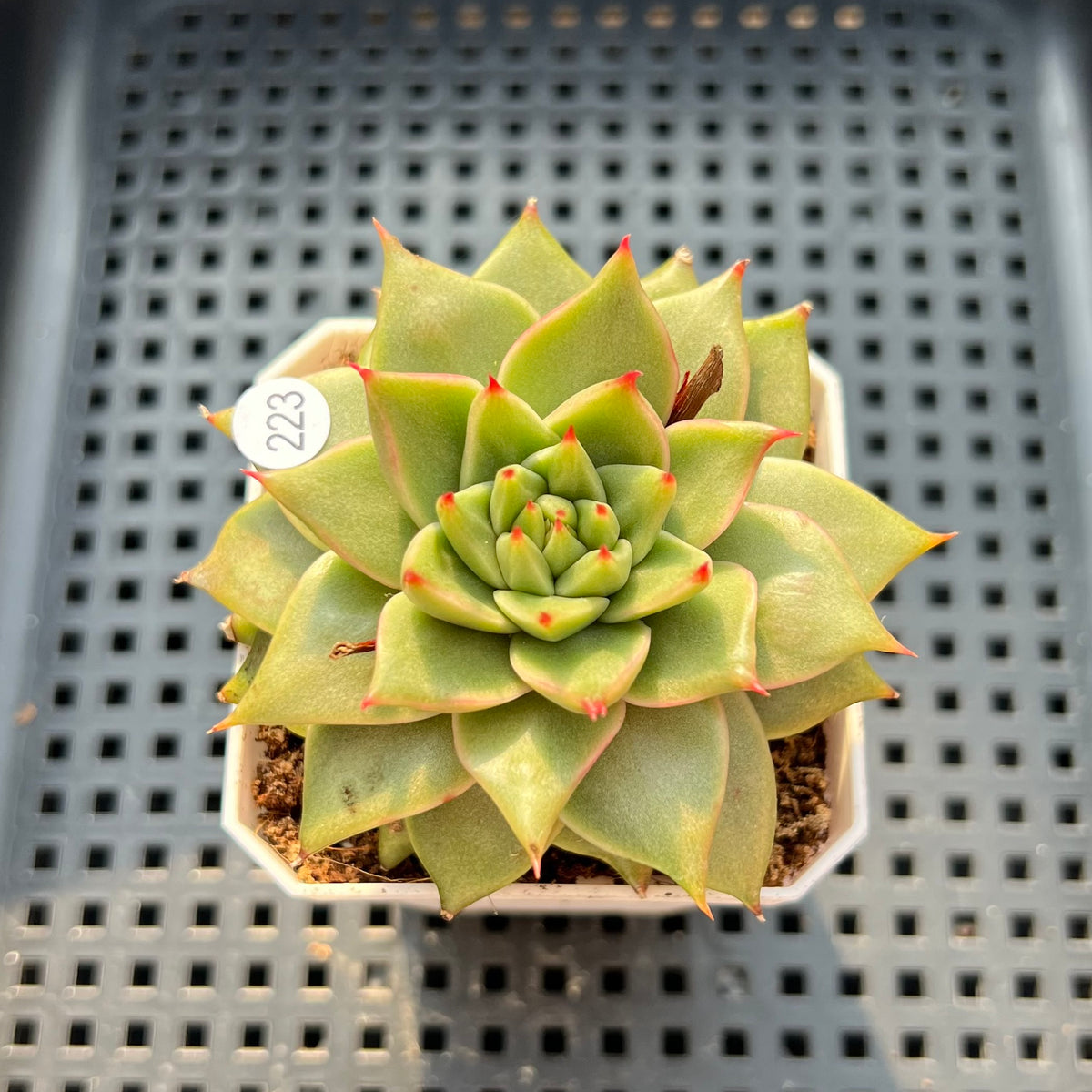 Echeveria Agavoides 'Sensation' 2" Succulent Plant (Potted)