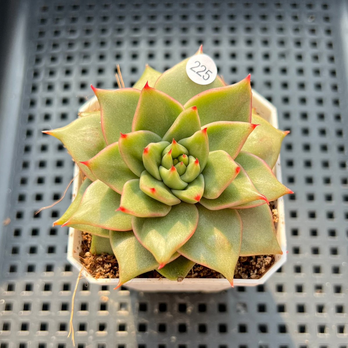 Echeveria Agavoides 'Sensation' 2" Succulent Plant (Potted)