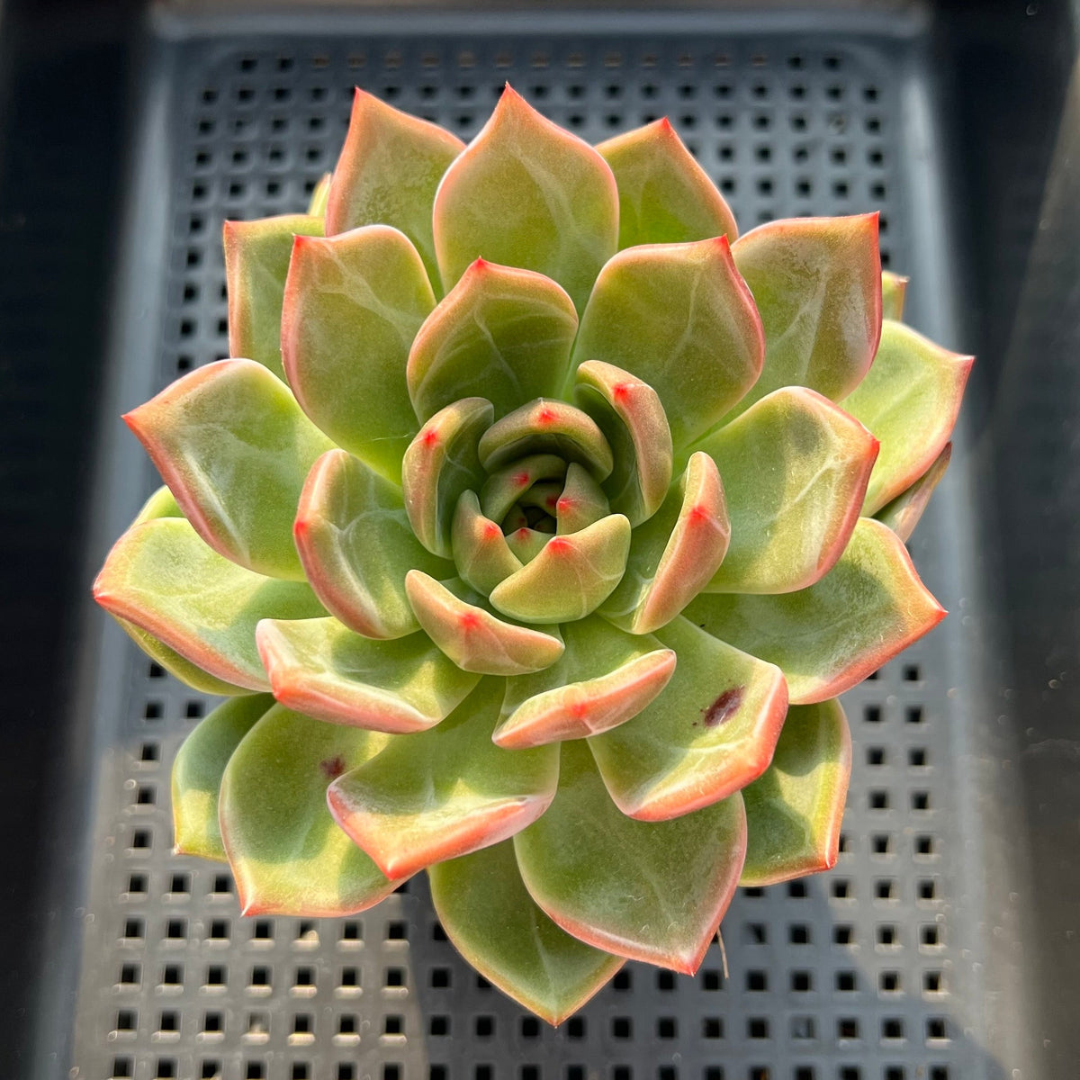 Echeveria 'White Champaign' 3" Succulent Plant (Potted)