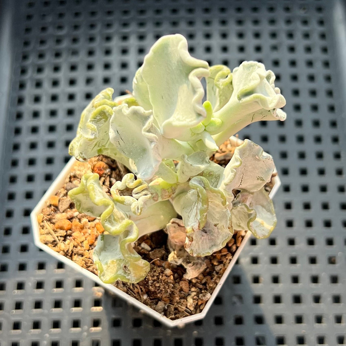 Cotyledon Undulata 'Shires Hobbit' 3"-4" Large Succulent Plant (Potted)