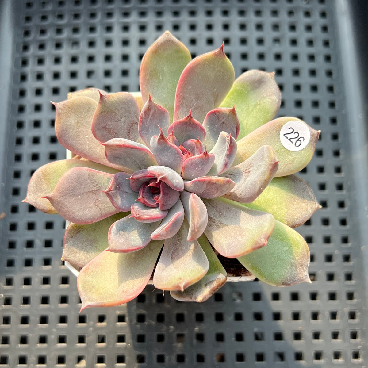 Echeveria 'Black Orchid' 2"-3" New Hybrid Succulent Plant (Potted)