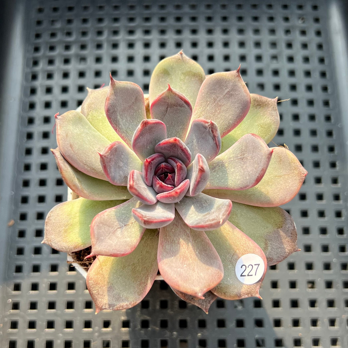 Echeveria 'Black Orchid' 2"-3" New Hybrid Succulent Plant (Potted)