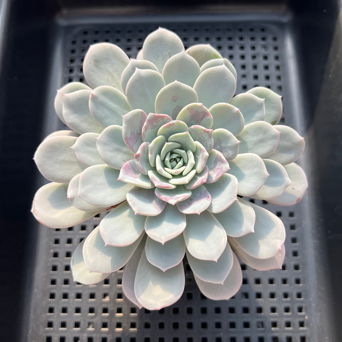 Echeveria 'Raffine' 3"-4" Succulent Plant (Potted)