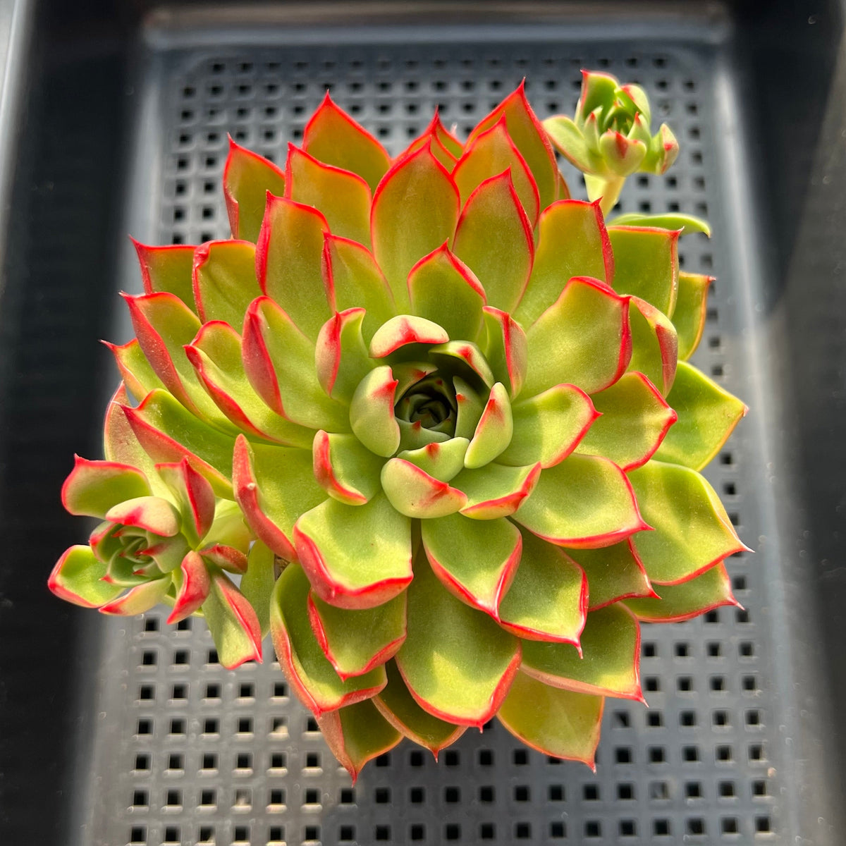 Echeveria 'Crayon' 4" Cluster Succulent Plant (Potted)