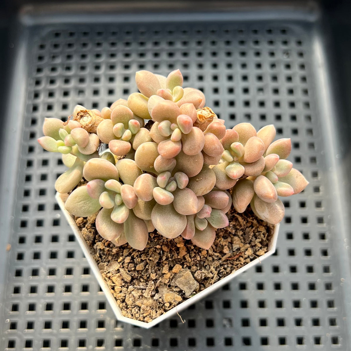 Pachyveria 'Indian Pink' 2"-3" Air Magic Hybrid Succulent Plant (Potted)