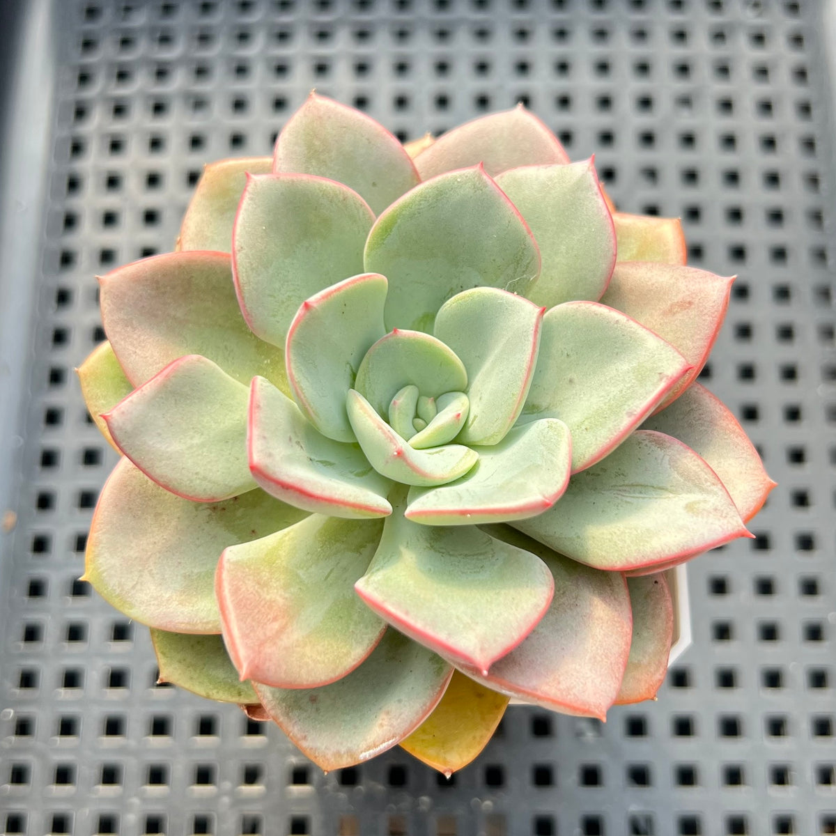 Echeveria 'Blue Velvet' 2"-3" Succulent Plant (Potted)