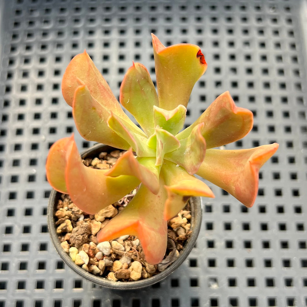 Echeveria 'Black Hawk' 1" (E. runyonii 'Topsy Turvy' x Echeveria 'Black Prince') Succulent Plant (Potted)