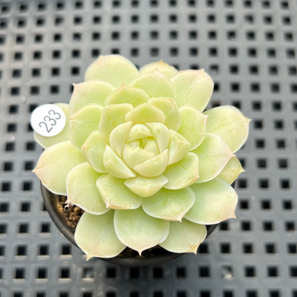 Echeveria 'Humilis' 1" Succulent Plant (Potted)