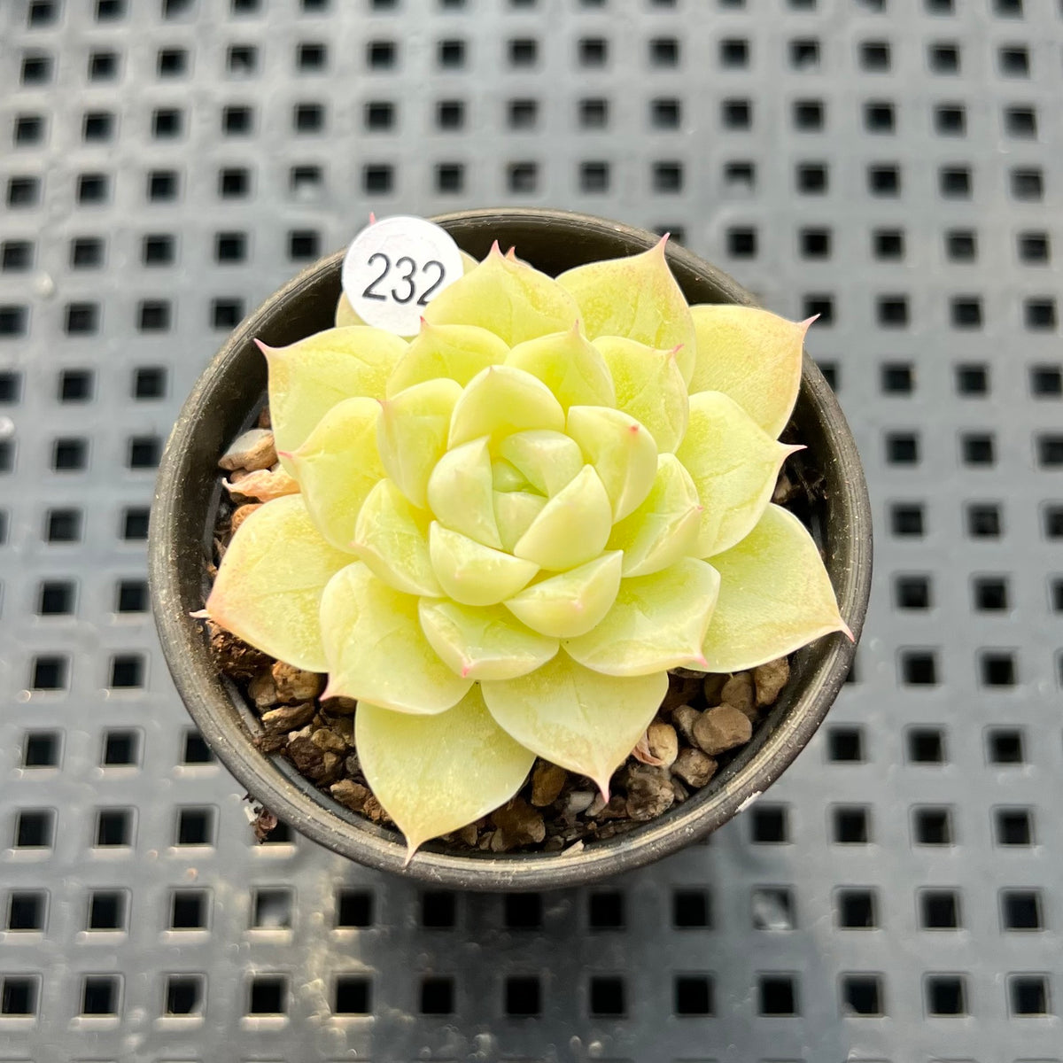Echeveria 'Humilis' 1" Succulent Plant (Potted)