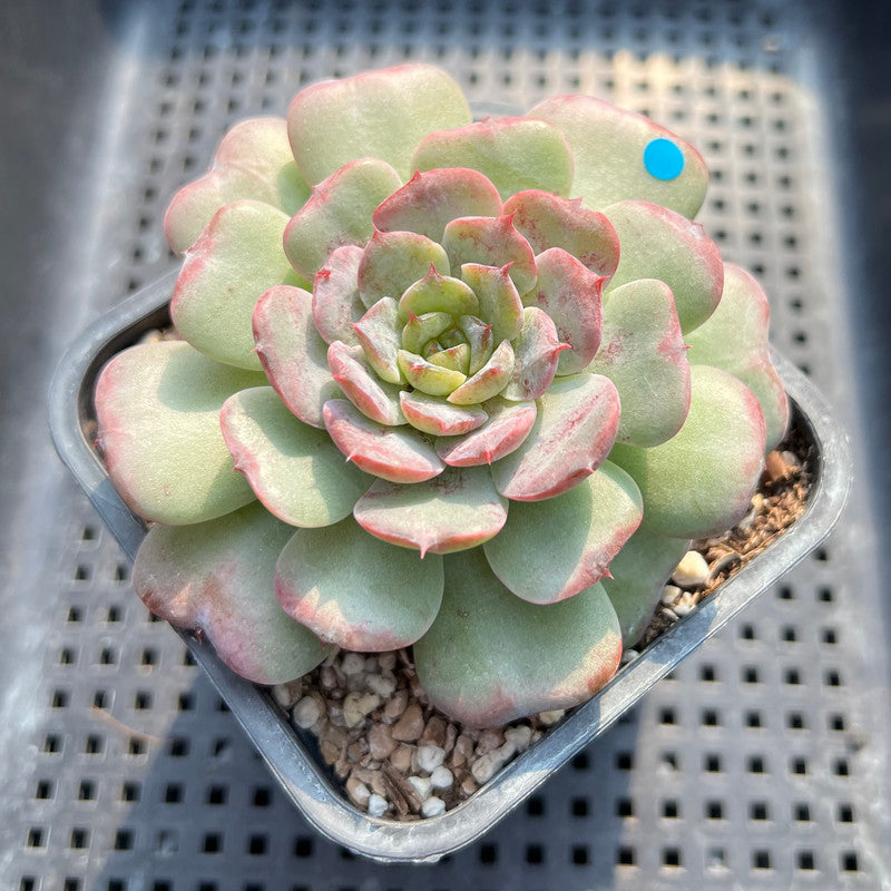lovely succulents Echeveria 'Lovely' 3" Succulent Plant