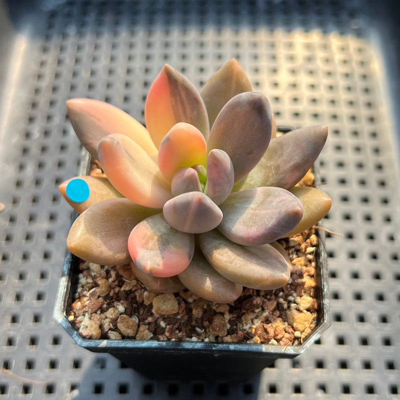 blue mist succulent Pachyveria 'Blue Mist' Variegated 2
