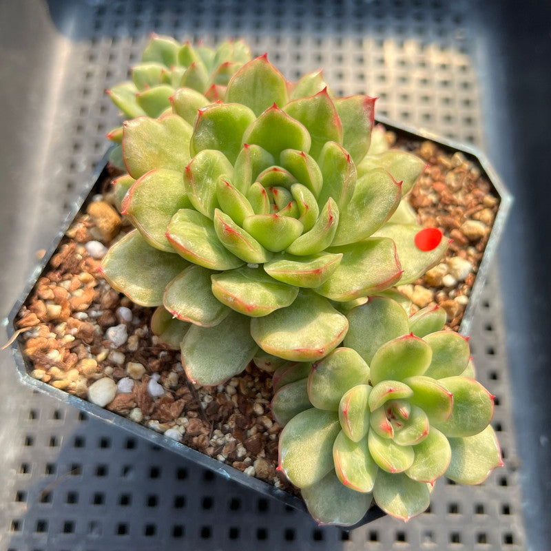 variegated ice plant succulent Echeveria Agavoides 'Ice Age' Variegated 4" Large Cluster Succulent Plant
