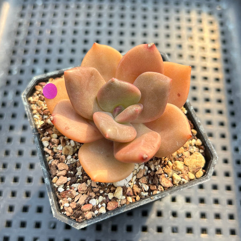 succulent looks like lips Echeveria 'Red Lips' (Xichuensis Hybrid) 2" Succulent Plant