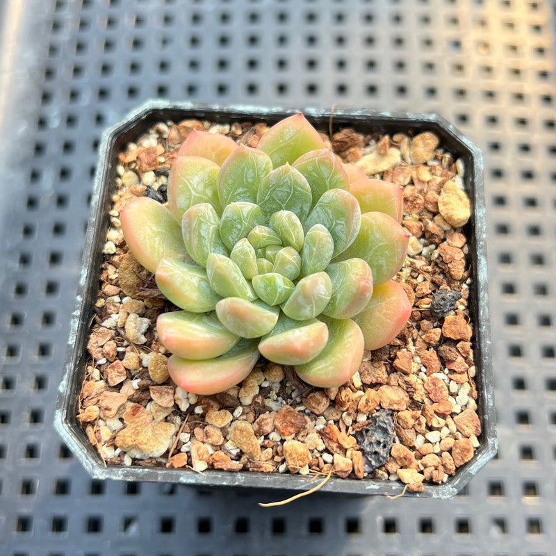 bubble succulent plant Echeveria 'Bubble Love' 1"-2" Succulent Plant